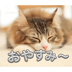 kisi_20260430003052