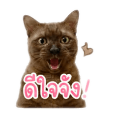 Wannapa_2026