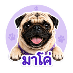 Maco the muscular Pug