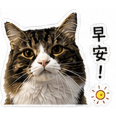 擺厘里長伯