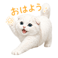 Soft White Fold Cat Daily Stickers