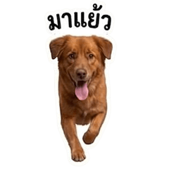 Brown is here