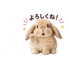 Daily Holland Lop World