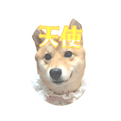 rinchan_20260430054139