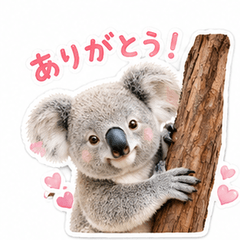 Fluffy Koala Everyday