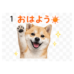 po-ti- Daily Chat Stickers