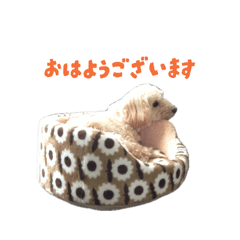 koshihikari_20260430063910