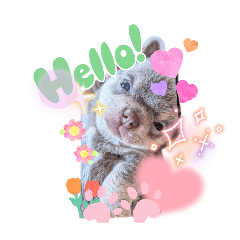 haarii_20260430111619