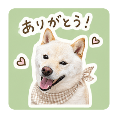 kawaiishiromaru