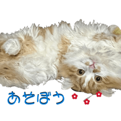 tuna_20260430174955