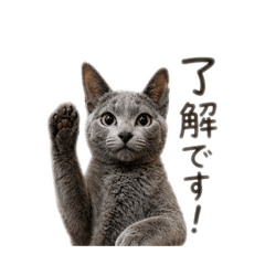 nekoyakushi_20260430174844