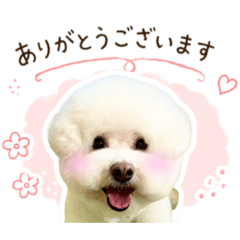Rommy_dogs_20260430175303