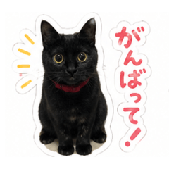 kuroneko_20260430134012