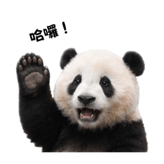 Shan和熊貓