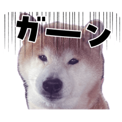 daikichi_20260430135947