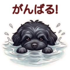 amamo's Black Portuguese Water Dog