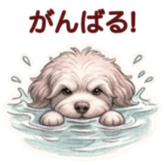 Tamamo's Gray Portuguese Water Dog