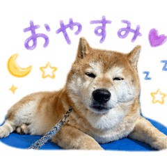 Vent Dog_20260430172722