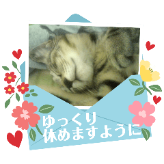 Cat's sleeping face is pure bliss.