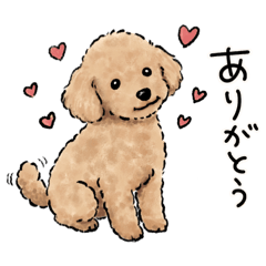 ten room Toy Poodle Life