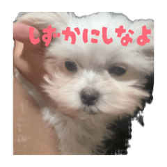 shia_20260430180843