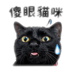 酷羅貓