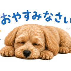 shouji_20260430182348
