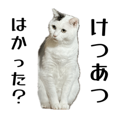 Pipimaru_20260430181214