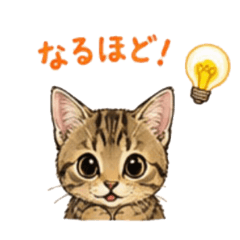mako_20260430195410