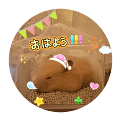 mamemame_20260430203144