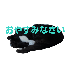 LULUCHAN0105