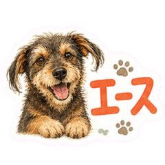 cats and dogs_20260430203745