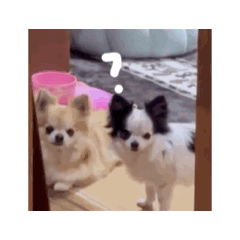 uedadog