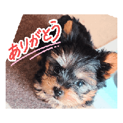 chii3_20260501172652