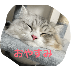 jini_20260430191402