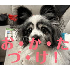 shi_20260430192020