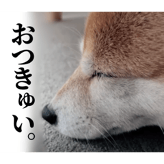ppp_20260430212436