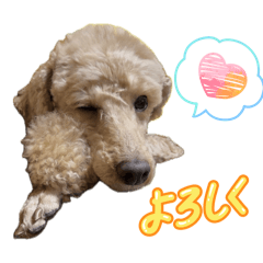 Poo_20260430201802