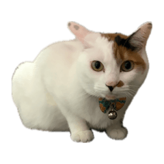 AZUKI_20260430205336