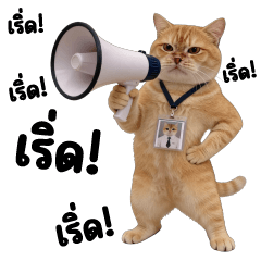 Big Meaw Som Top Cat Office 4
