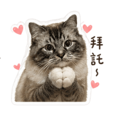 歐布喵