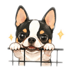OREO | 超萌吉娃娃日常