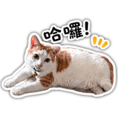 錢錢出沒中！