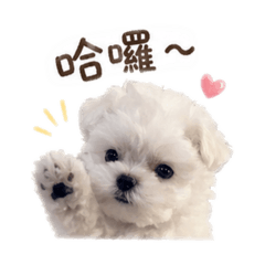 小Milu306
