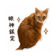 勇敢小獅子