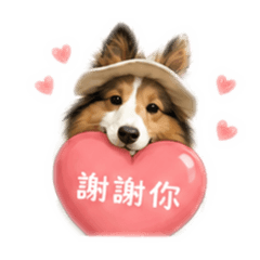 喜樂蒂牧羊犬-whisky I