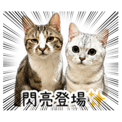 湯圓芝麻貼圖