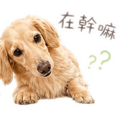 奶油臘腸狗11