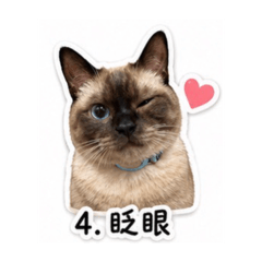 魏叮叮的日常