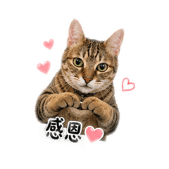 豆豆日常用語1.0之禮貌篇